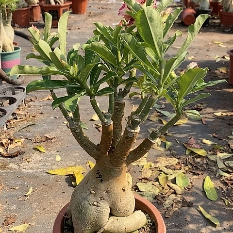 【闪购商品】无花朵糖***朱