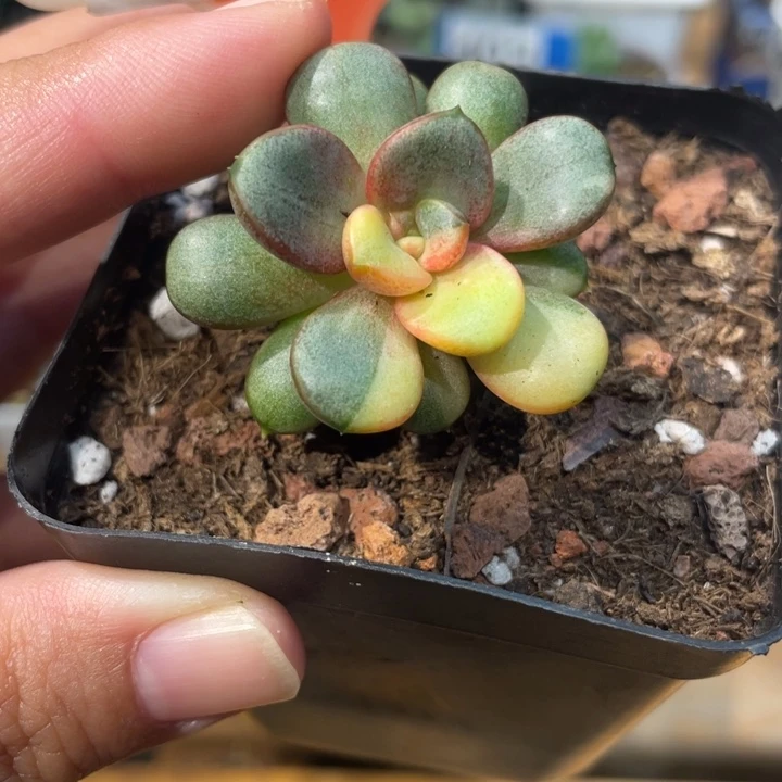 407号葡萄锦啊啊啊啊啊