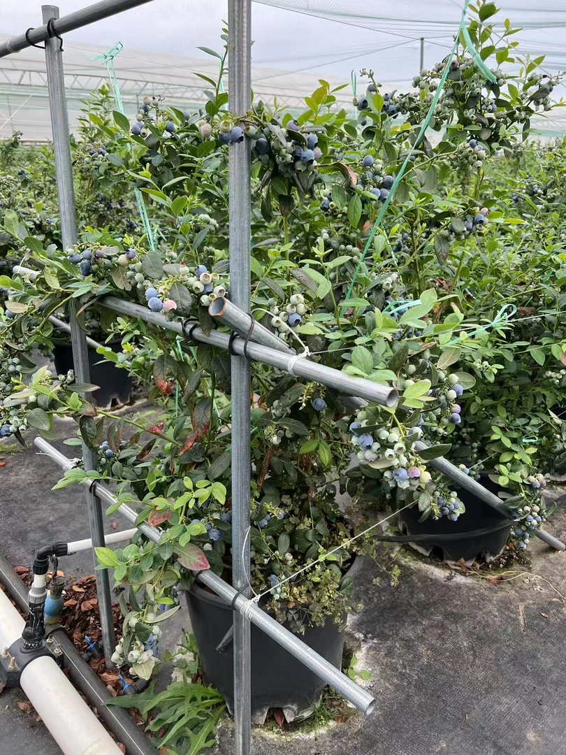 一物一拍 木架发货  百世快运 一经发出不可退 介意勿拍