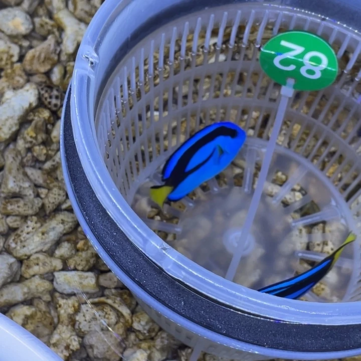 海水鱼蓝调一条顺丰包邮