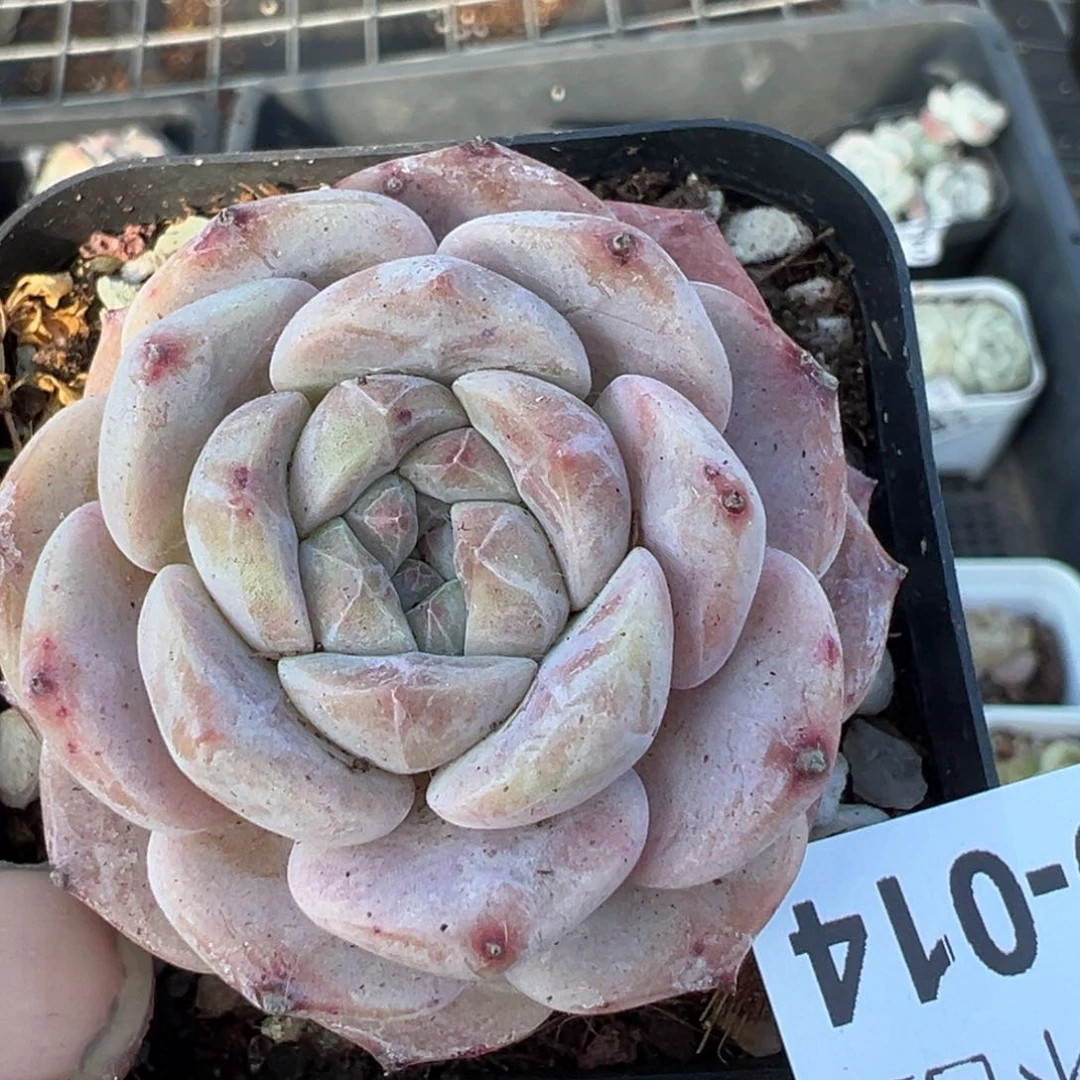 小卡拉米糖心一物一拍9-14