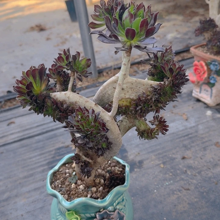 特特特特特特853号