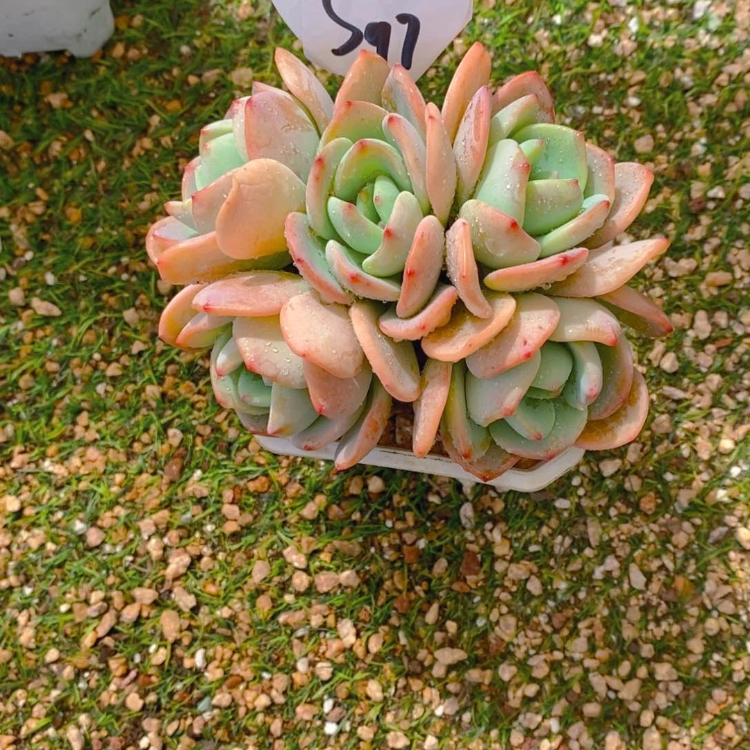 灼*白月光群多肉植物