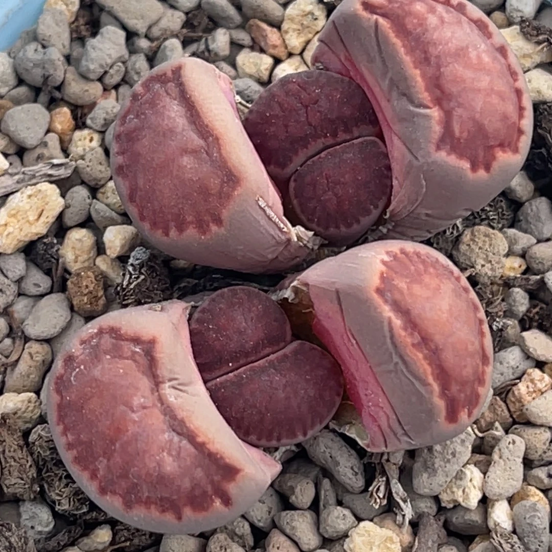 8938双头紫菊一颗