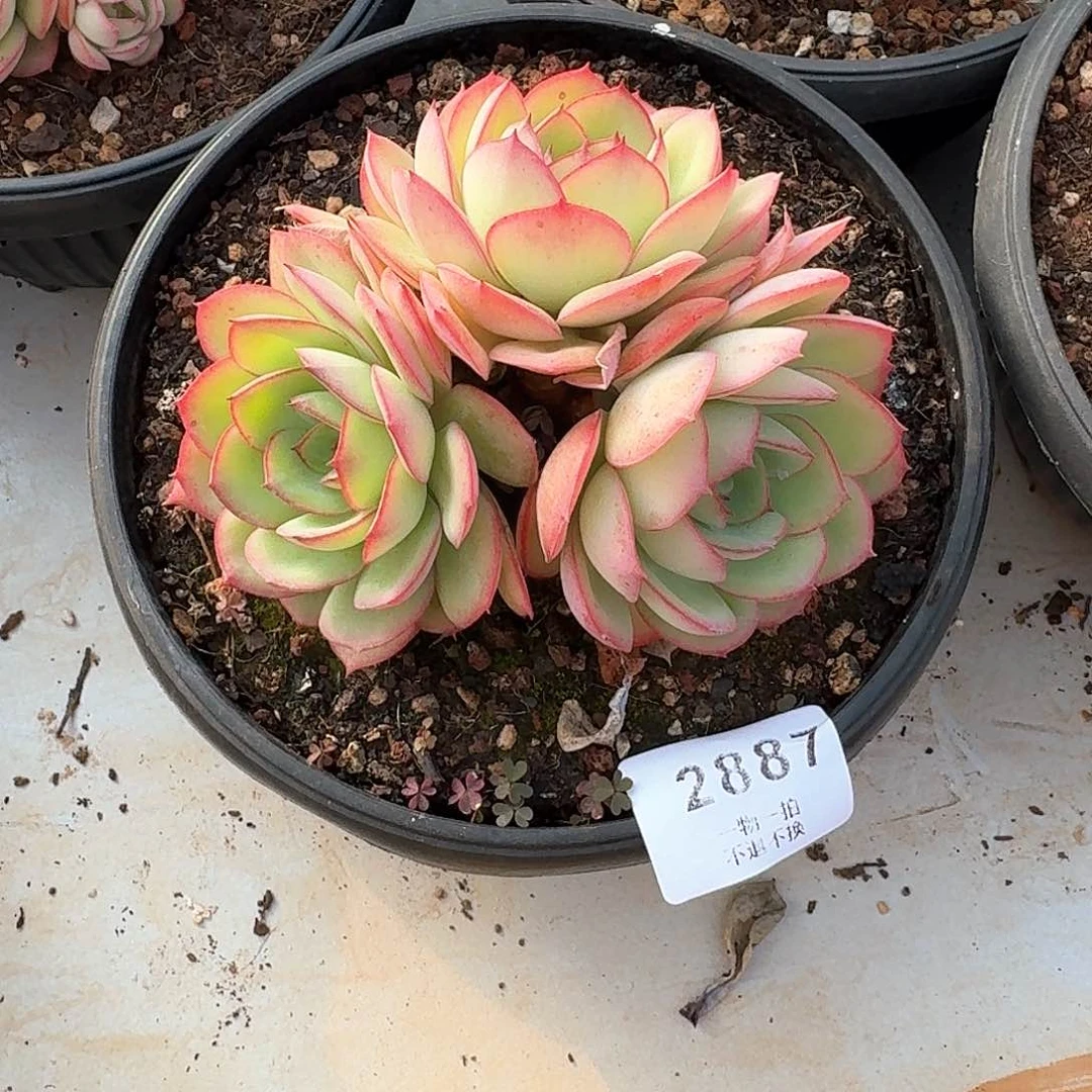 漆*2887号牡丹亭