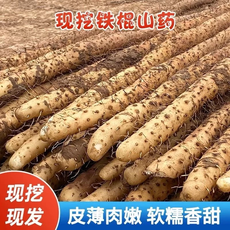 河北铁棍山药新鲜带土发货粉糯甘面精选大果60-80厘米五斤装