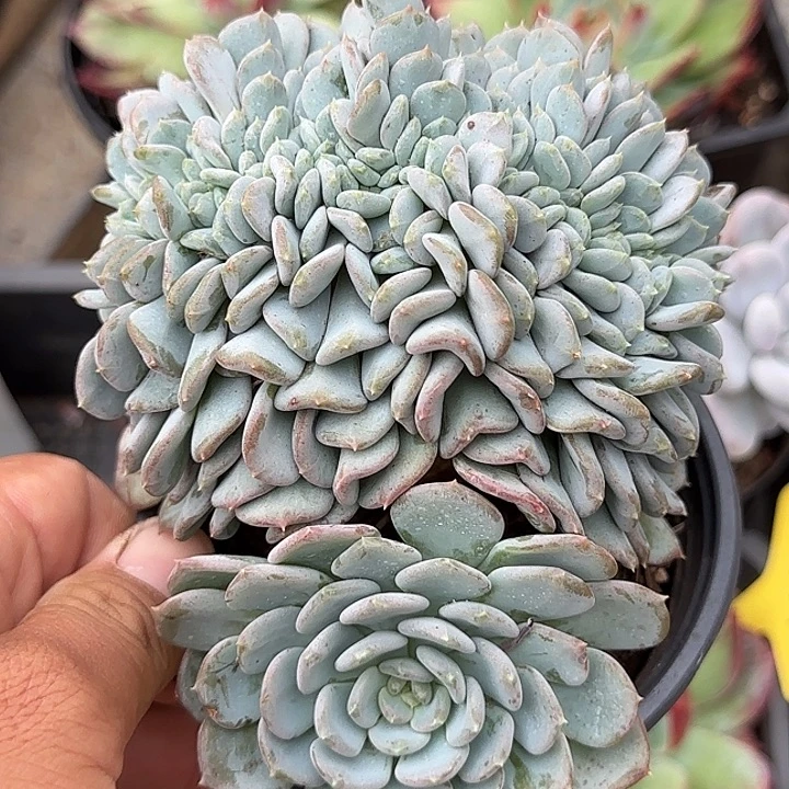粉珍惜惊鸿一物一拍包装收缩花旱