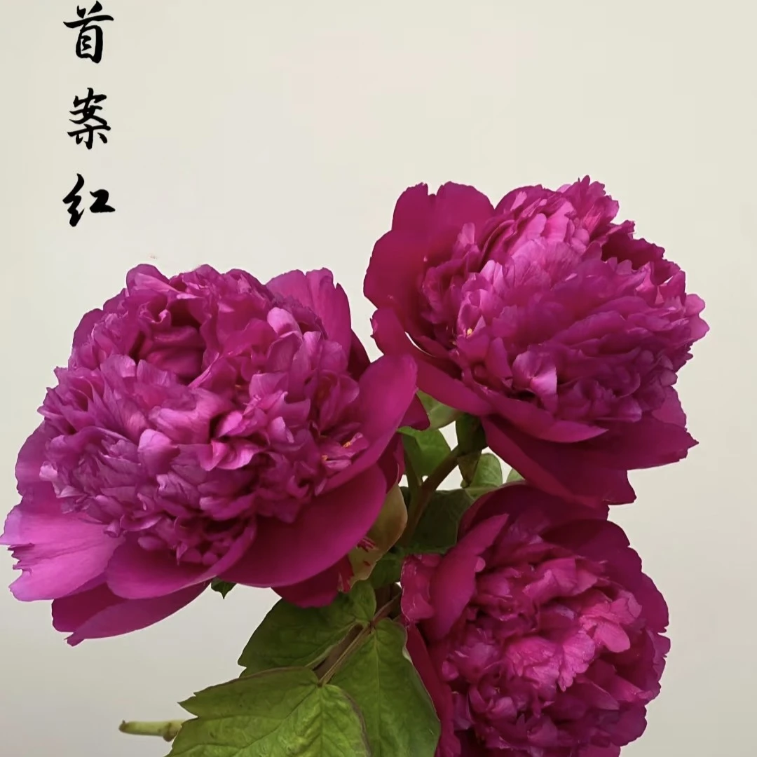 ［首案红］牡丹苗   盆栽地栽   菏泽基地直发