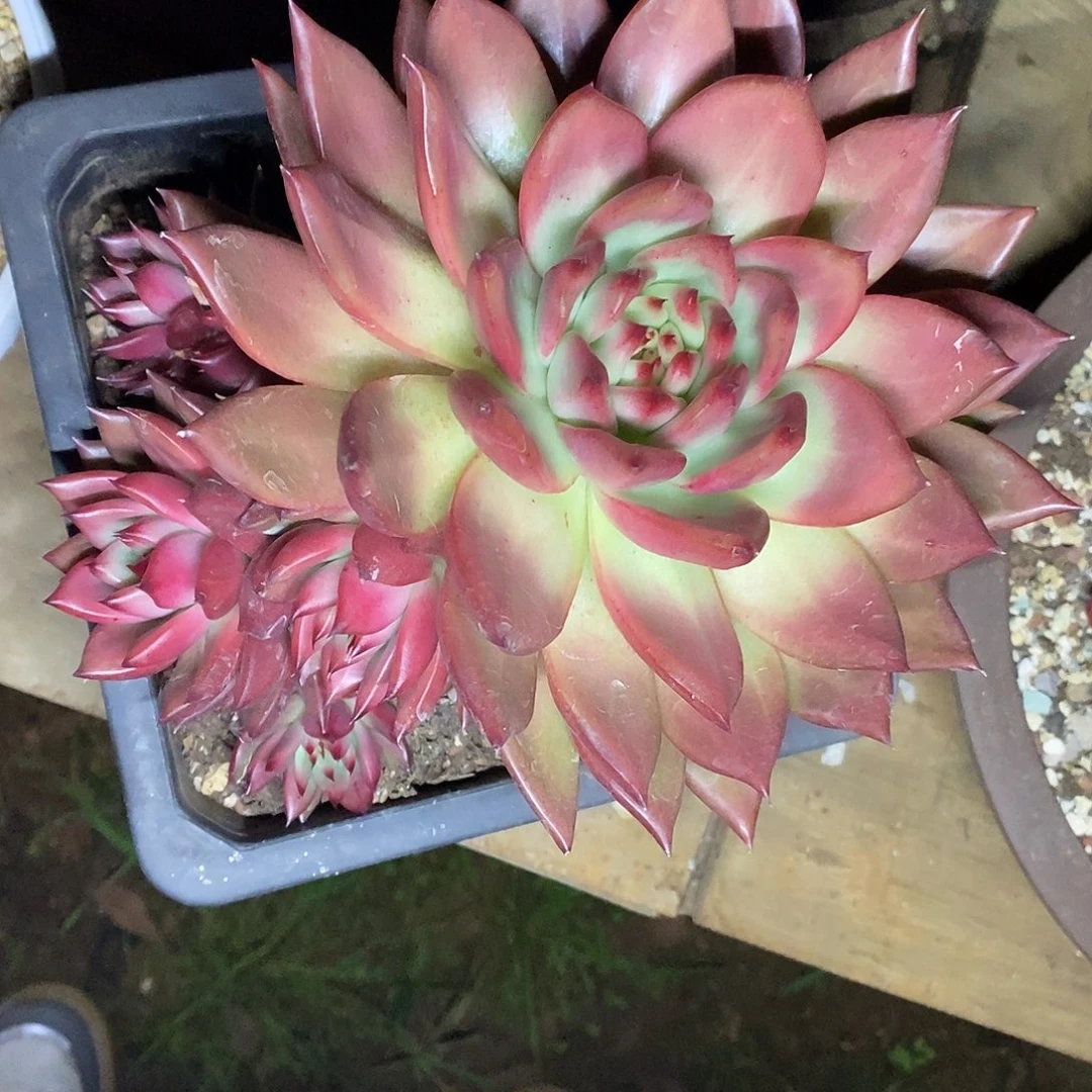 多肉植物红钻多头