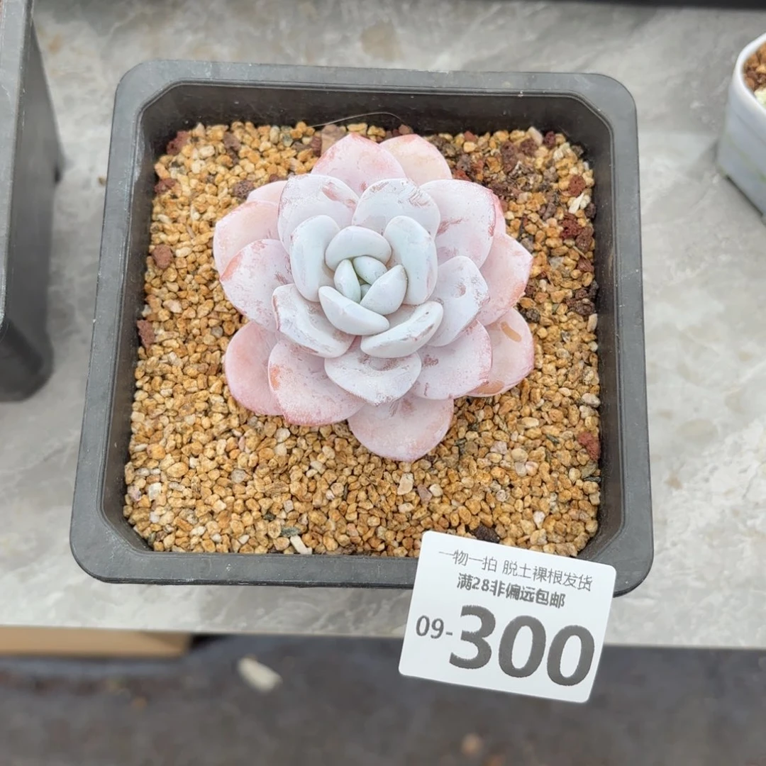 雪莲单头多肉多肉