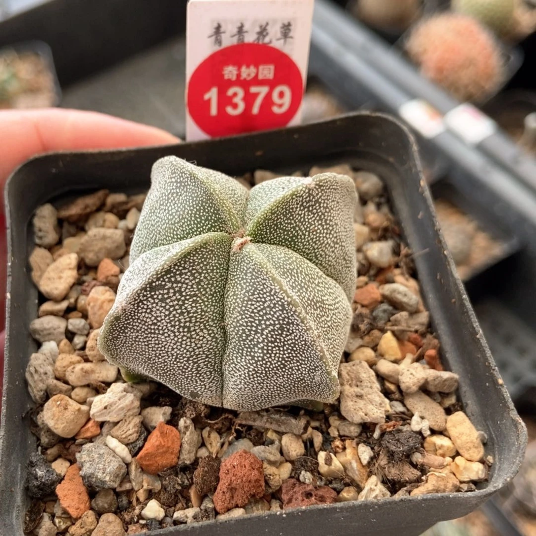 四角银沙鸾凤玉56988