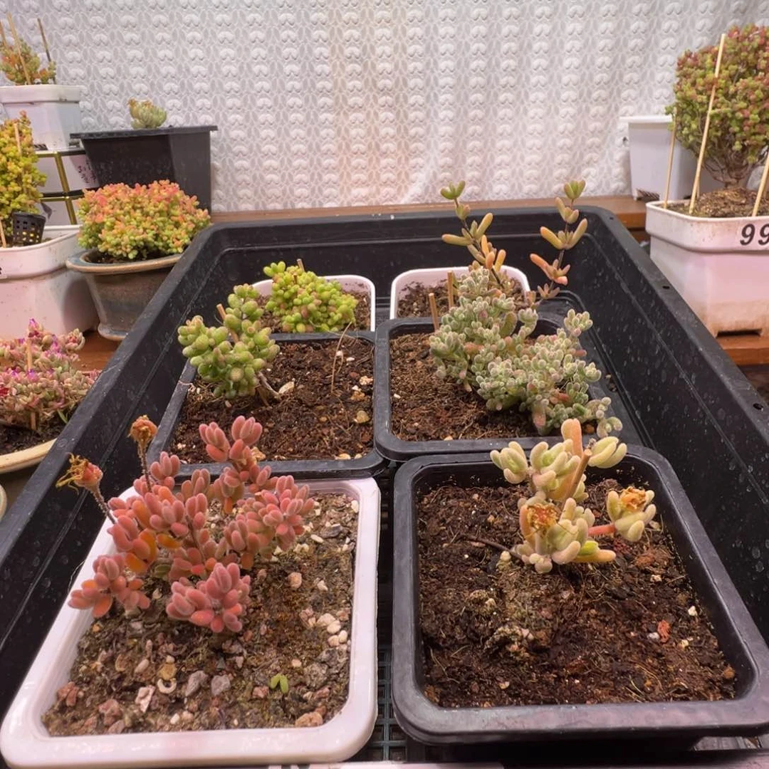 枝干番杏多肉植物393