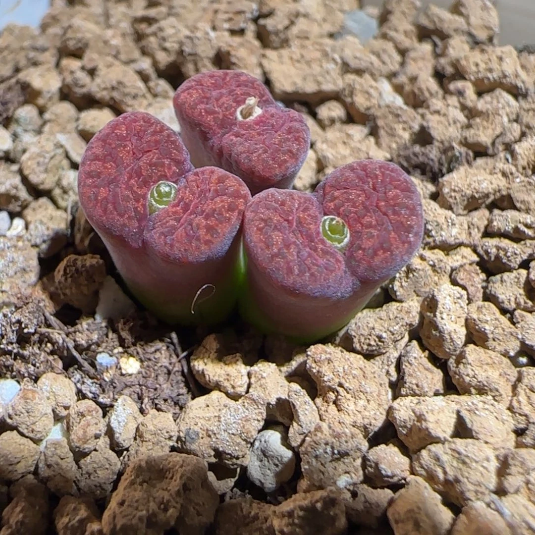 肉锥多肉植物组合-6km绒面红勋章892