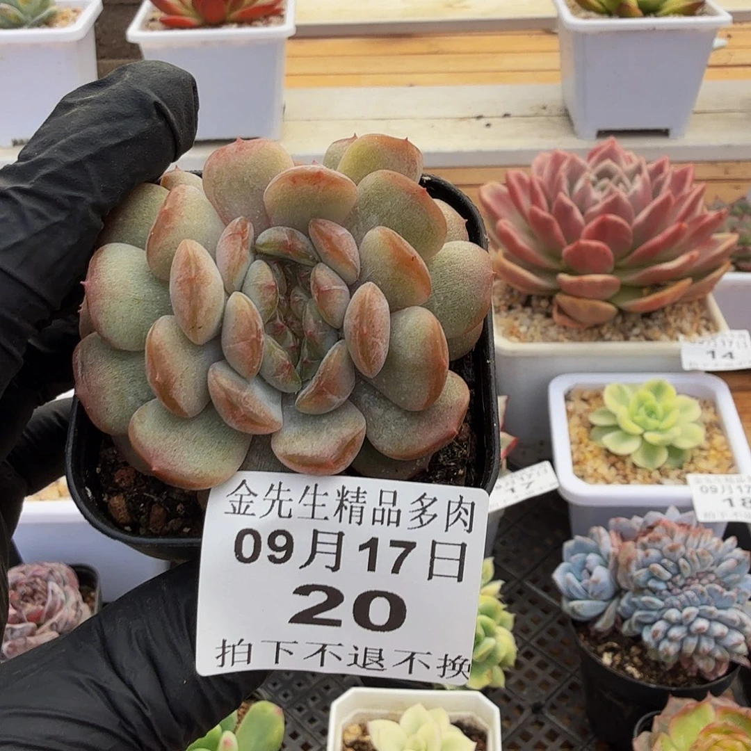 0916-20红色恋人缀