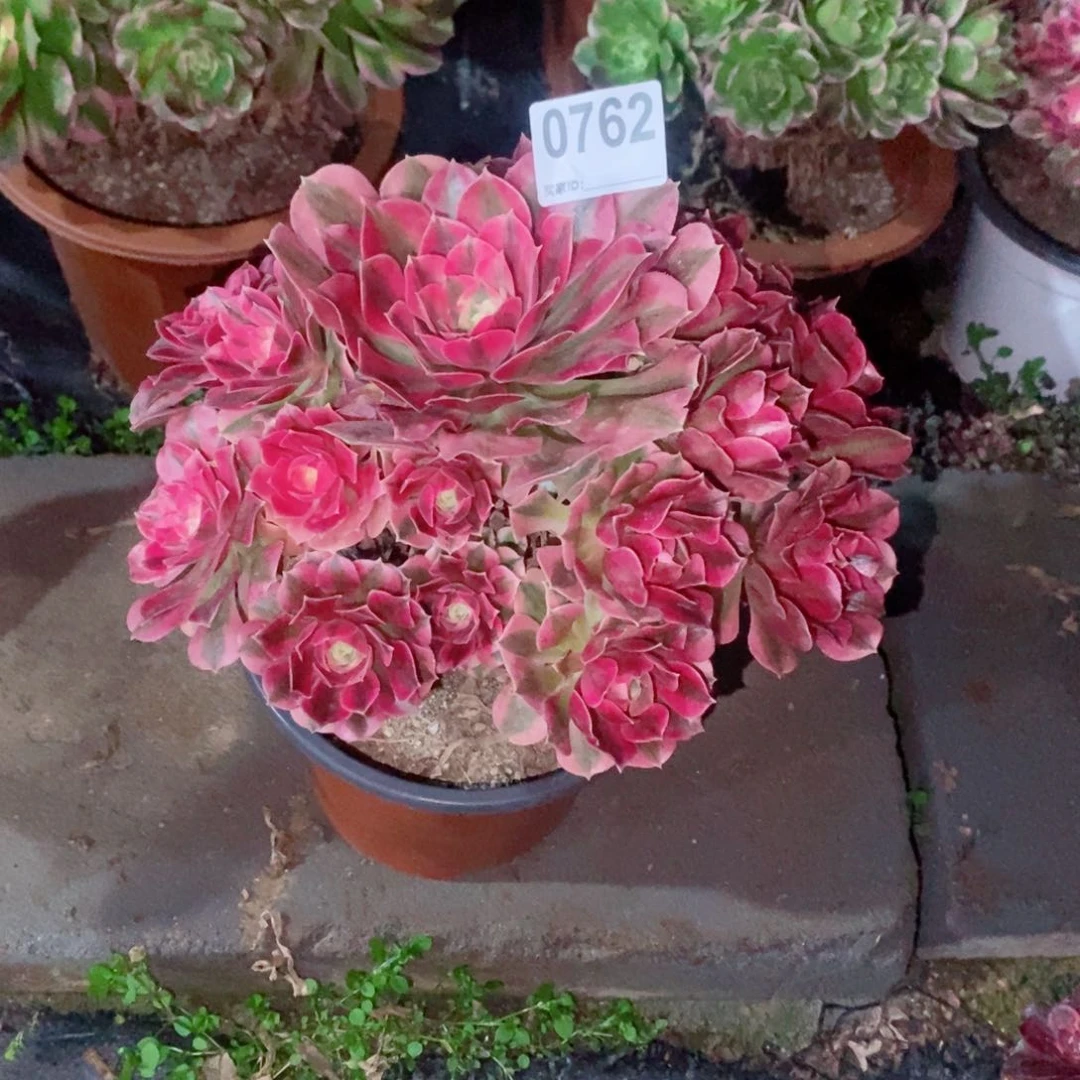 粉女巫762多肉1111小棵