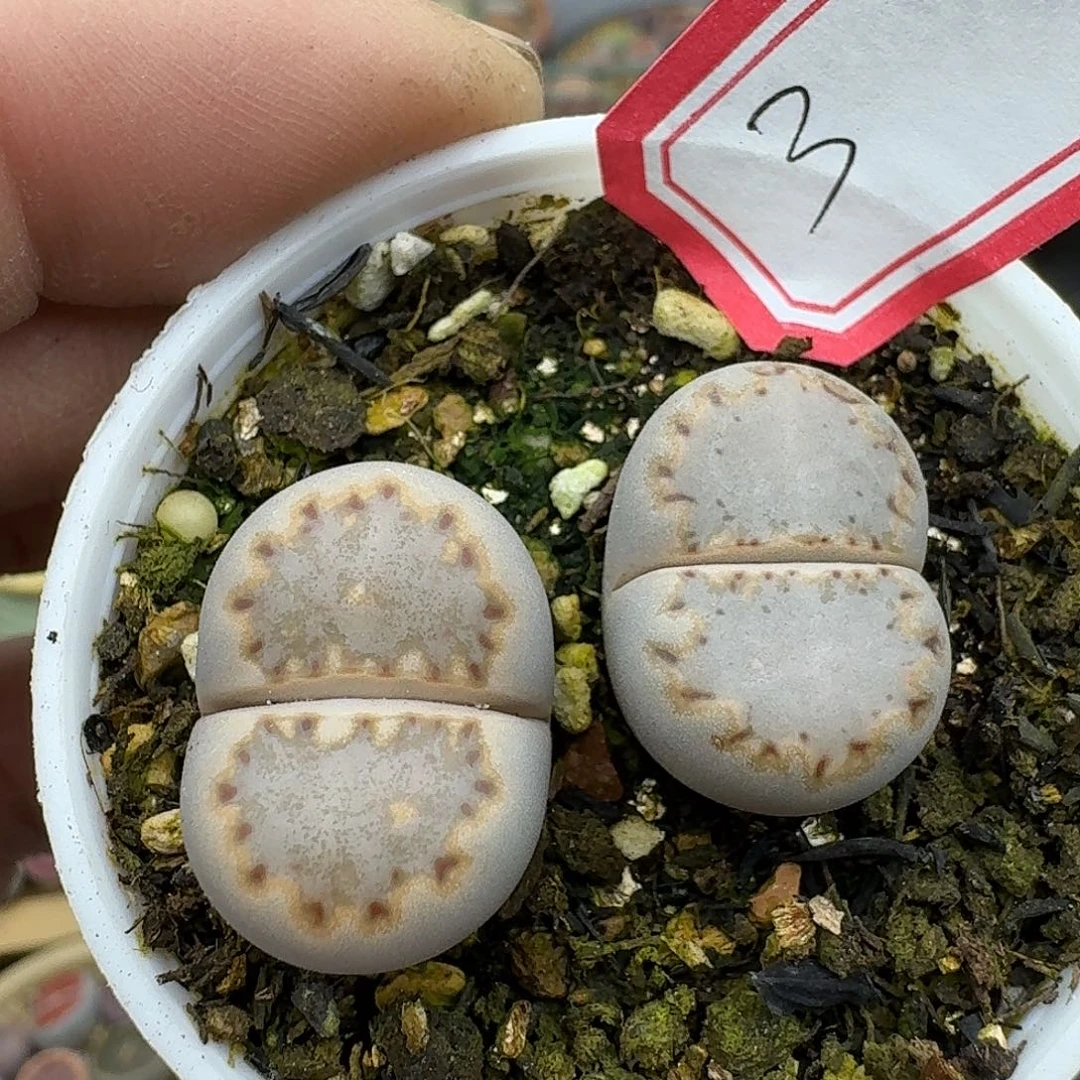 3多肉菜市场里都能吃