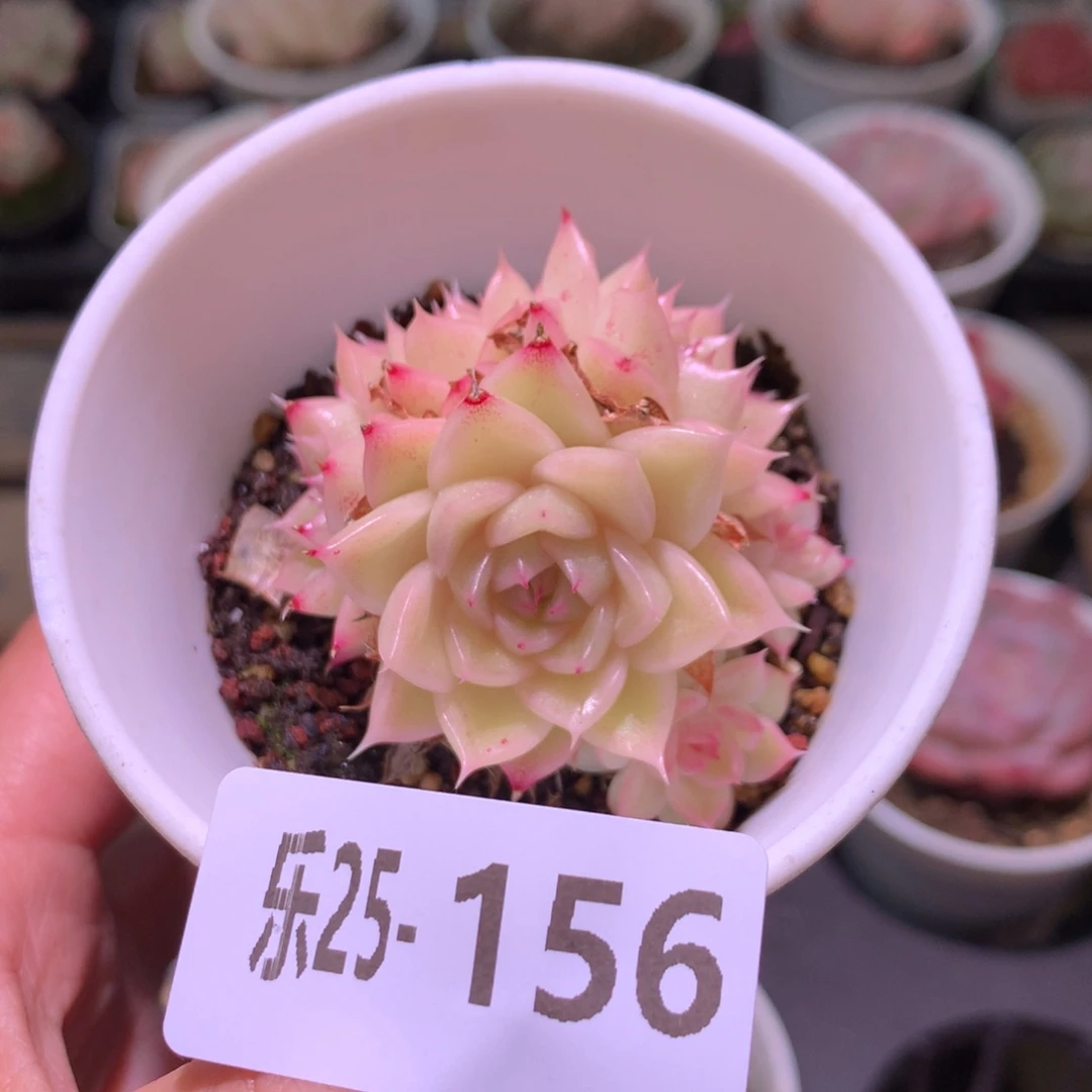 乐然25-156 麦秆群