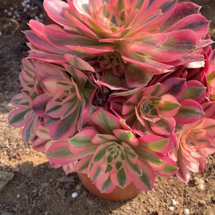 谈*255多肉粉女巫