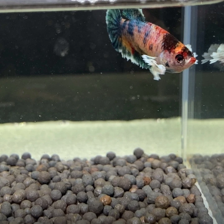 斗鱼泰国斗鱼399号