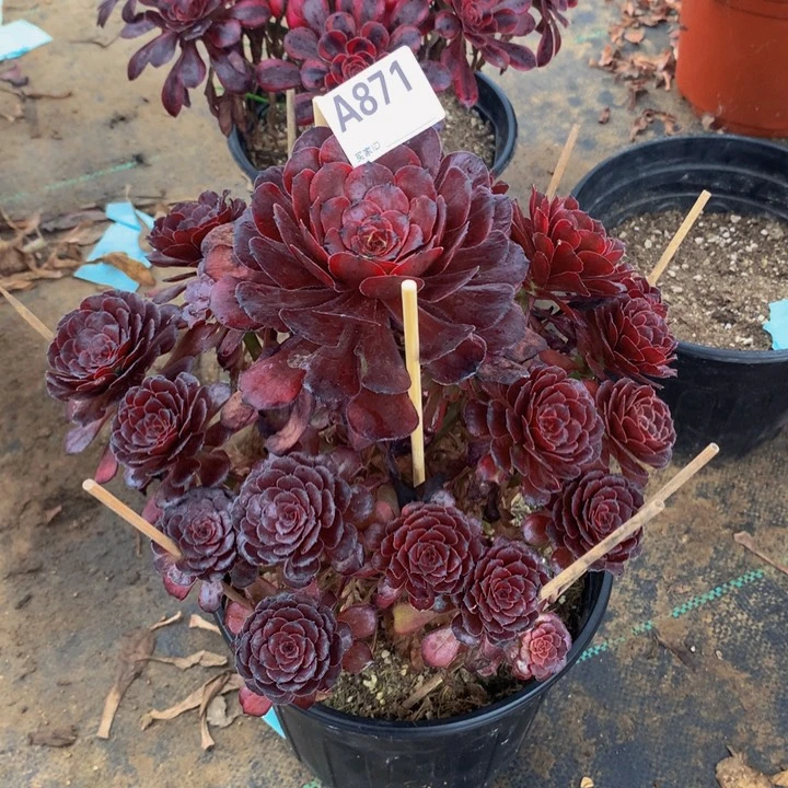 佑***t871女儿红。