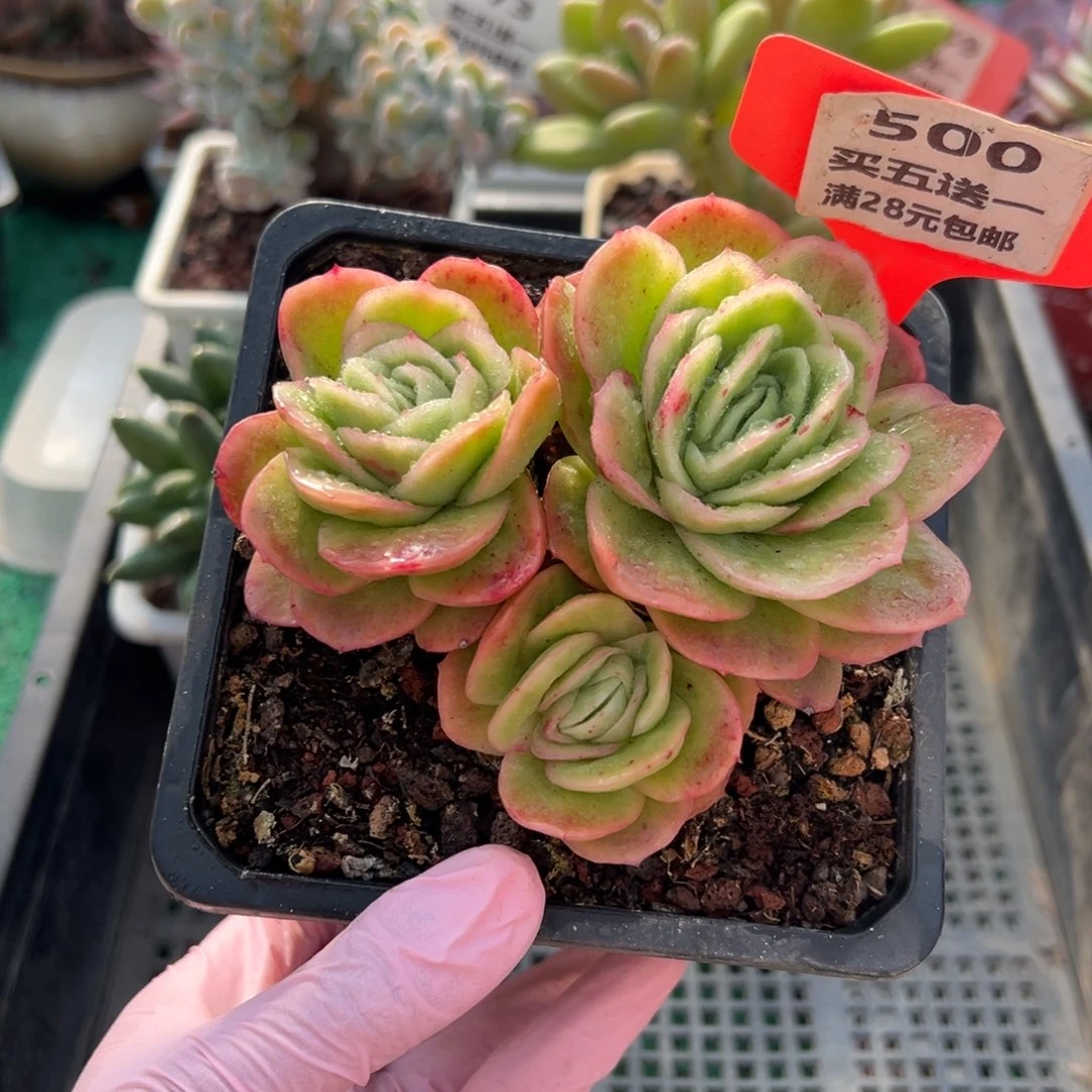 表妹精品多肉植物500.