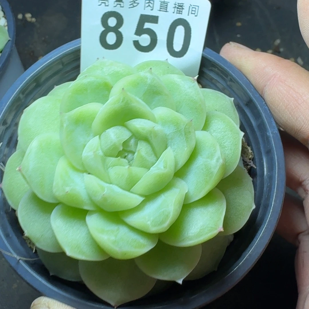 梨花白        平安福寿多，财运福运走上坡