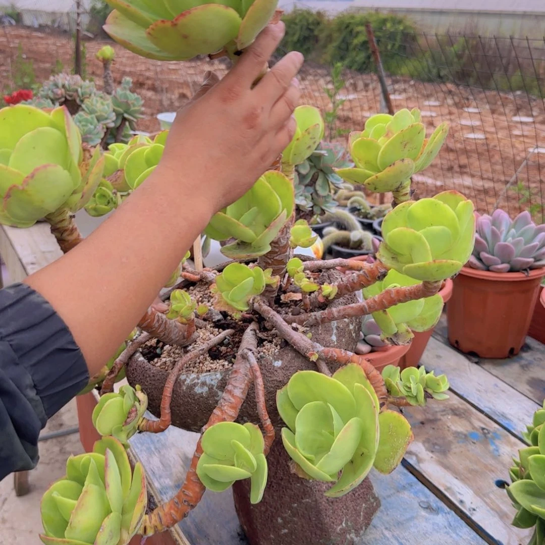 柠檬卷多肉植物0000000007