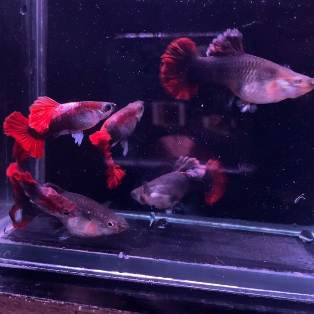 华***V孔雀鱼菊花帆三对