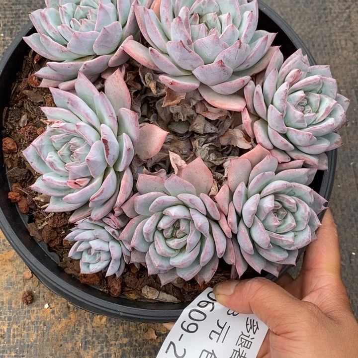 黄*骞夏悦多肉0609-208粉蓝鸟