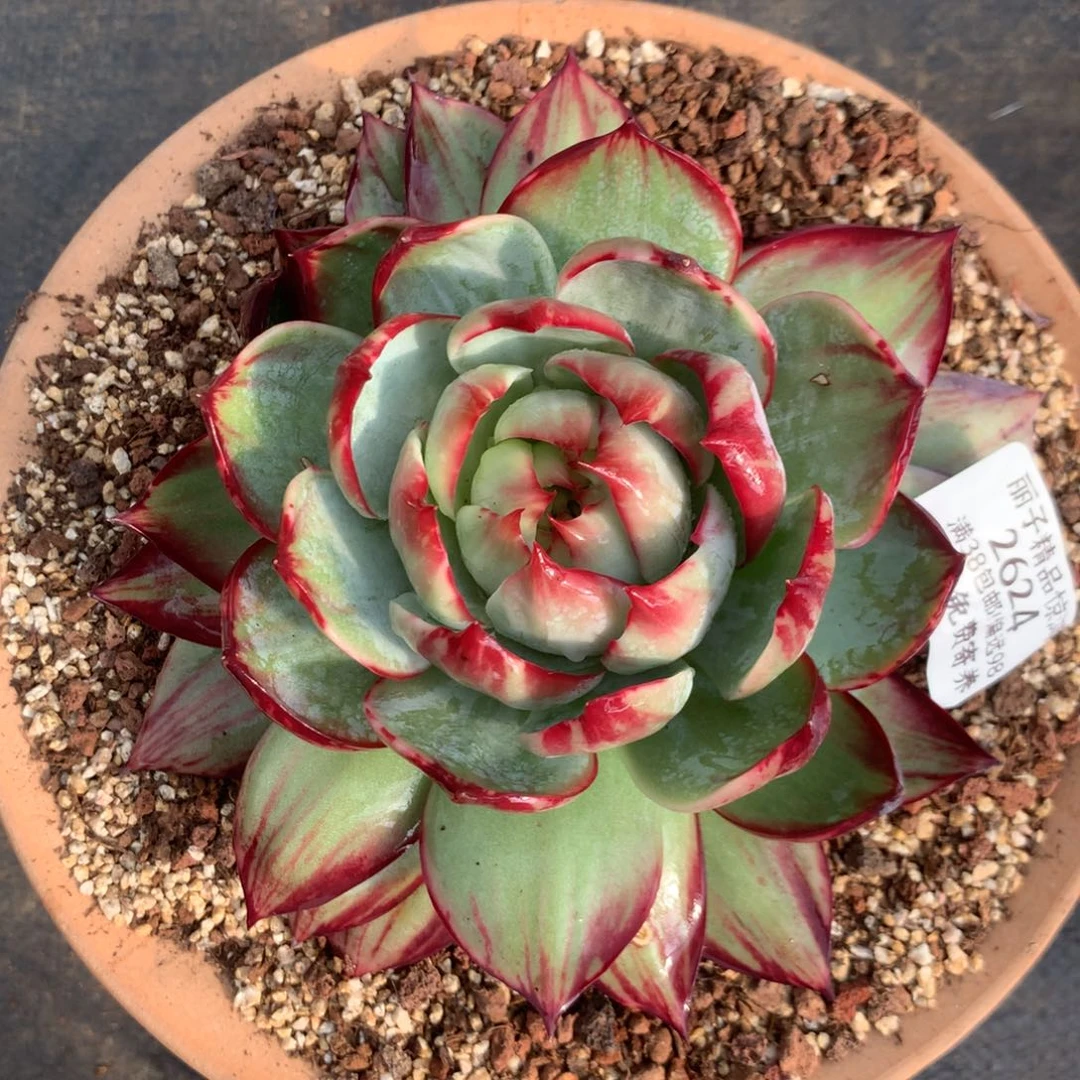 2624号多肉植物15厘米