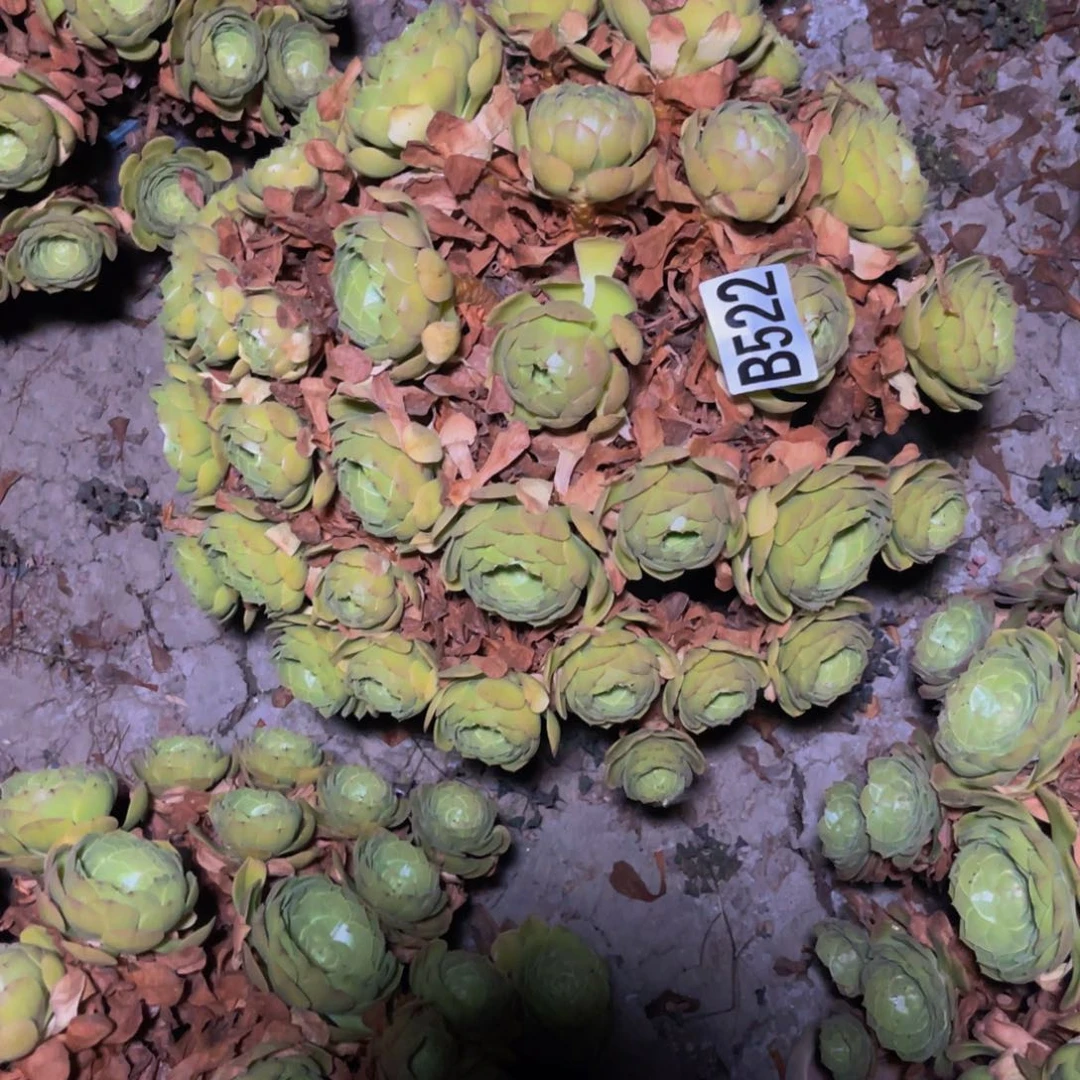 万圣节法师14////42包邮