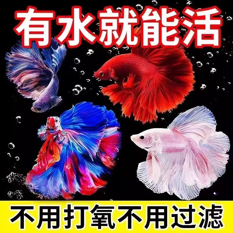 【217-240】号泰国斗鱼婚纱半月狮王将军造景宠物热带小型观赏鱼