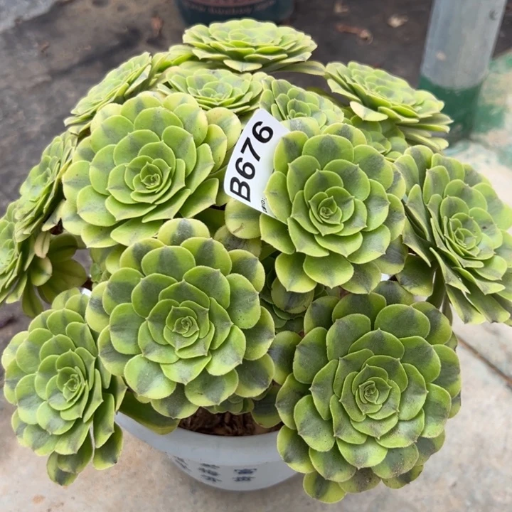 676绿豆沙25厘米左右