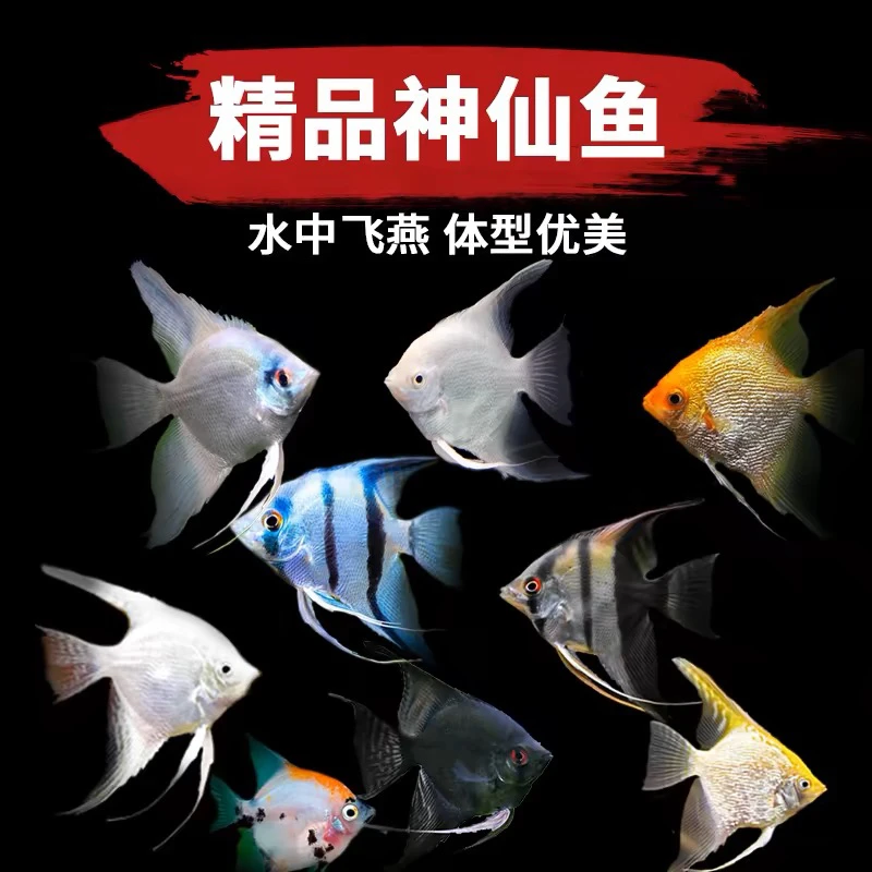 精品燕鱼神仙鱼热带鱼观赏鱼好养耐活小型鱼淡水七彩