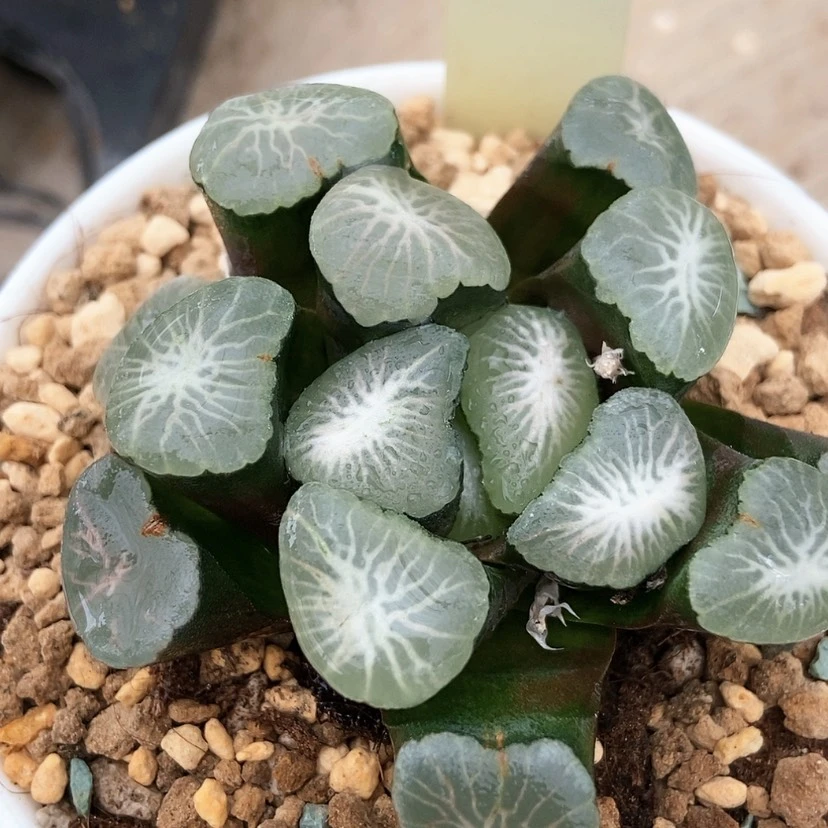 【闪购商品】欧若拉16