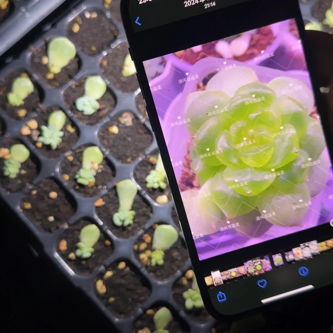 833 芝麻中苗一个满25包邮