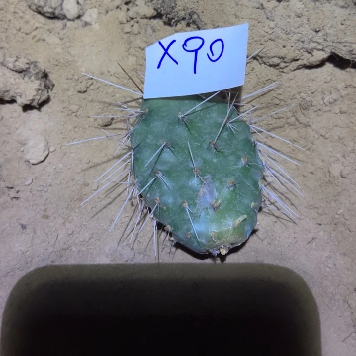 点***乖X90硫磺叶片一个10//