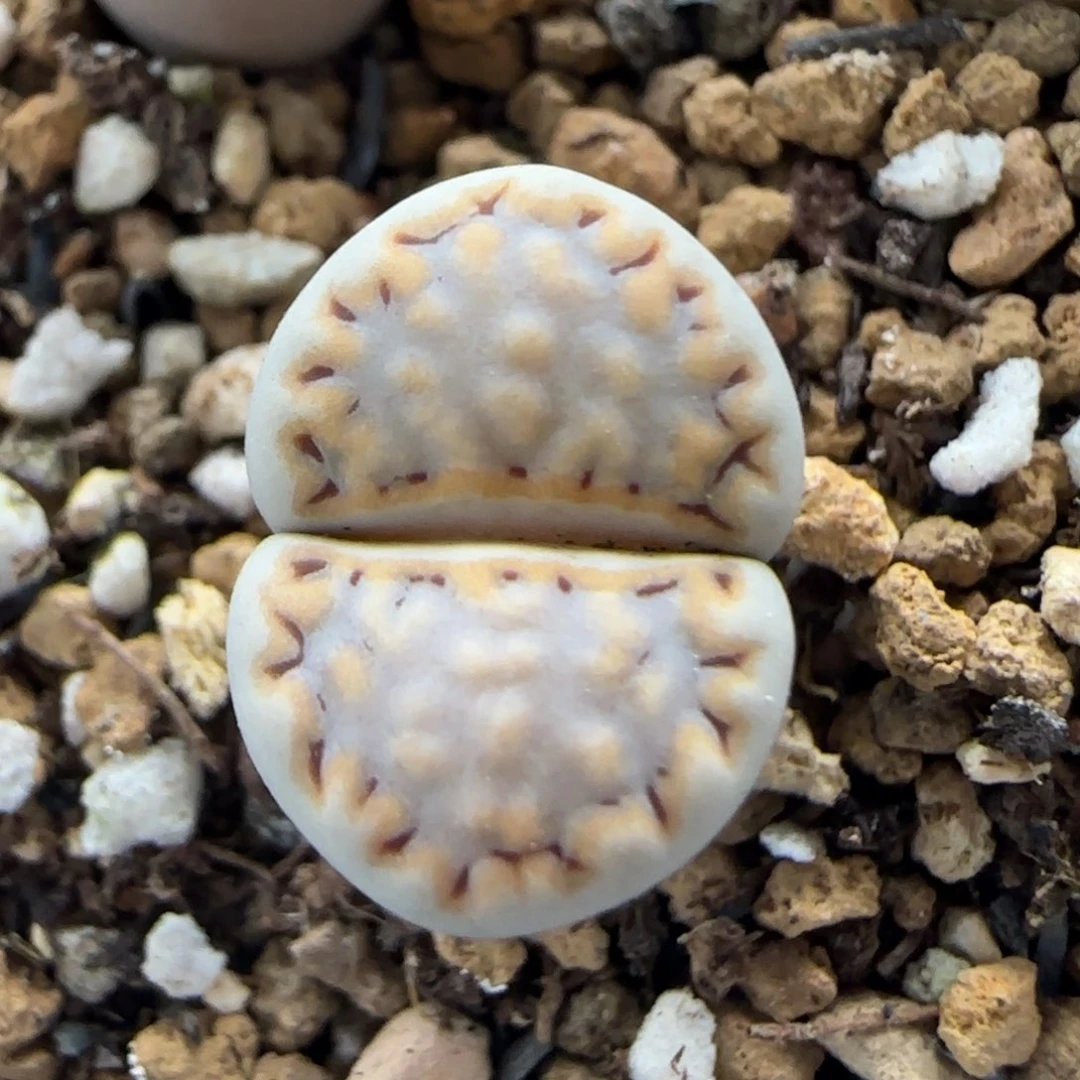 6.1。216饼干。9023