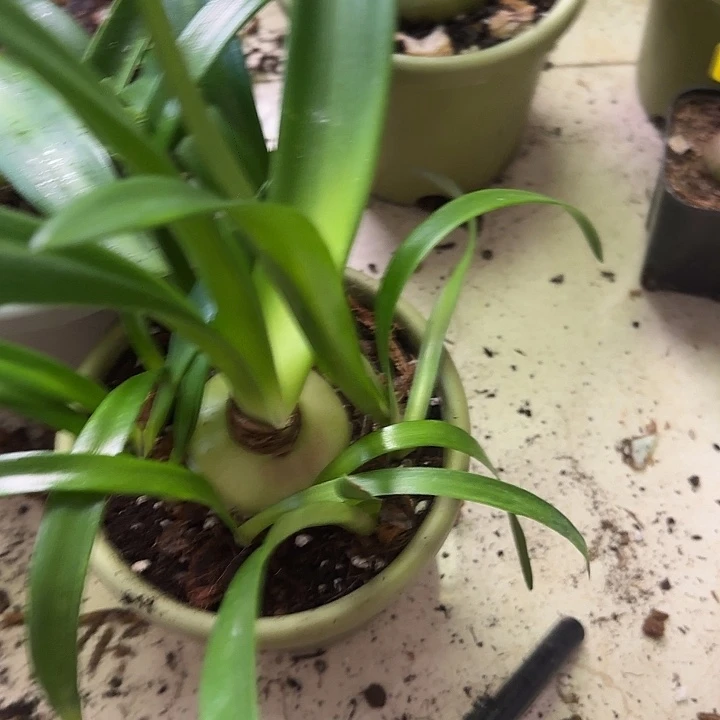 大****无花朵出水芙蓉6+带12侧