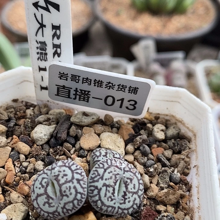 大熊种源RR714墨3头群