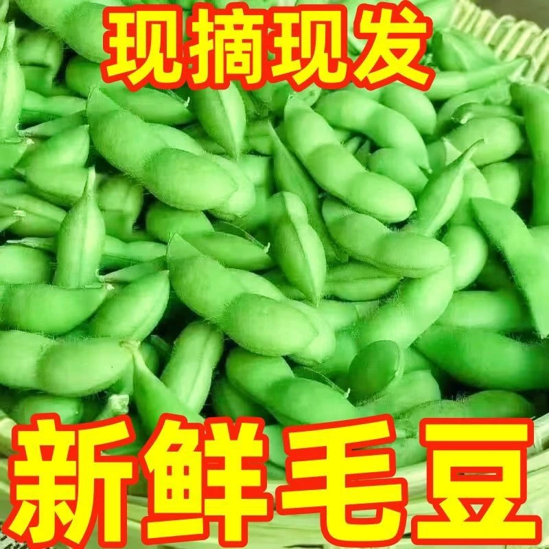 江西新鲜毛豆带壳农家自种现摘毛豆角青毛豆本地露天蔬菜豆子
