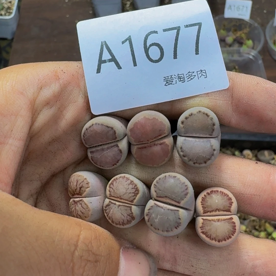 1677--生石花 肉锥