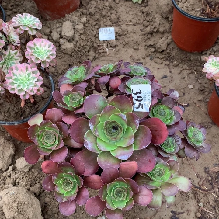 395魅金玫瑰手捧2