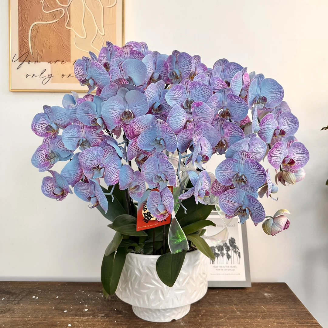 蝴蝶兰【海洋之心】欧洲进口品种 小众稀缺花色 植物提取上色工艺