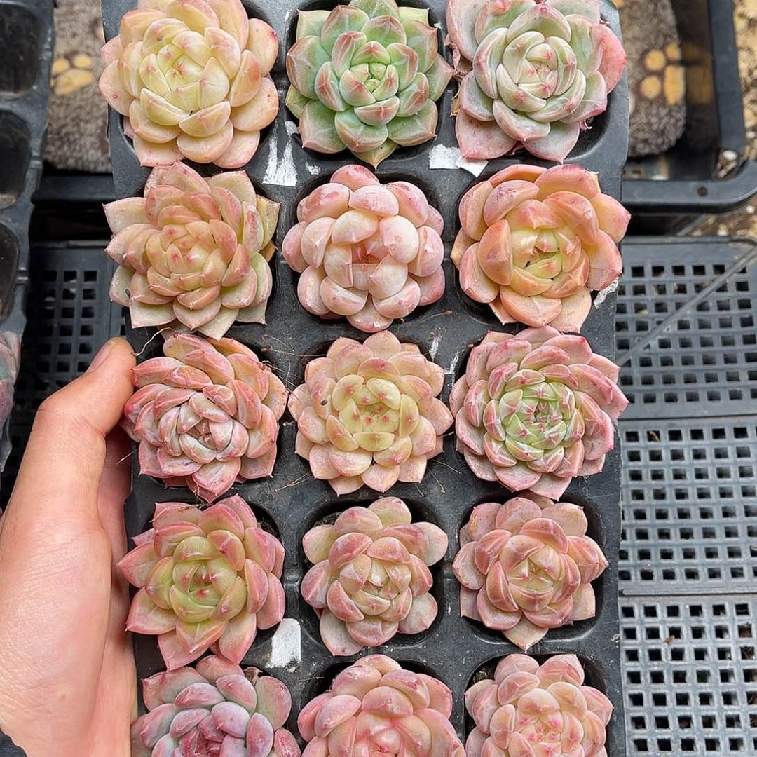 多肉植物一物一拍2-58