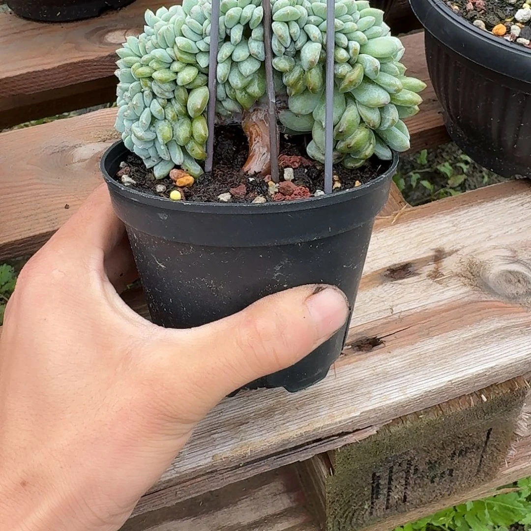 星影缀化树缀无砍
