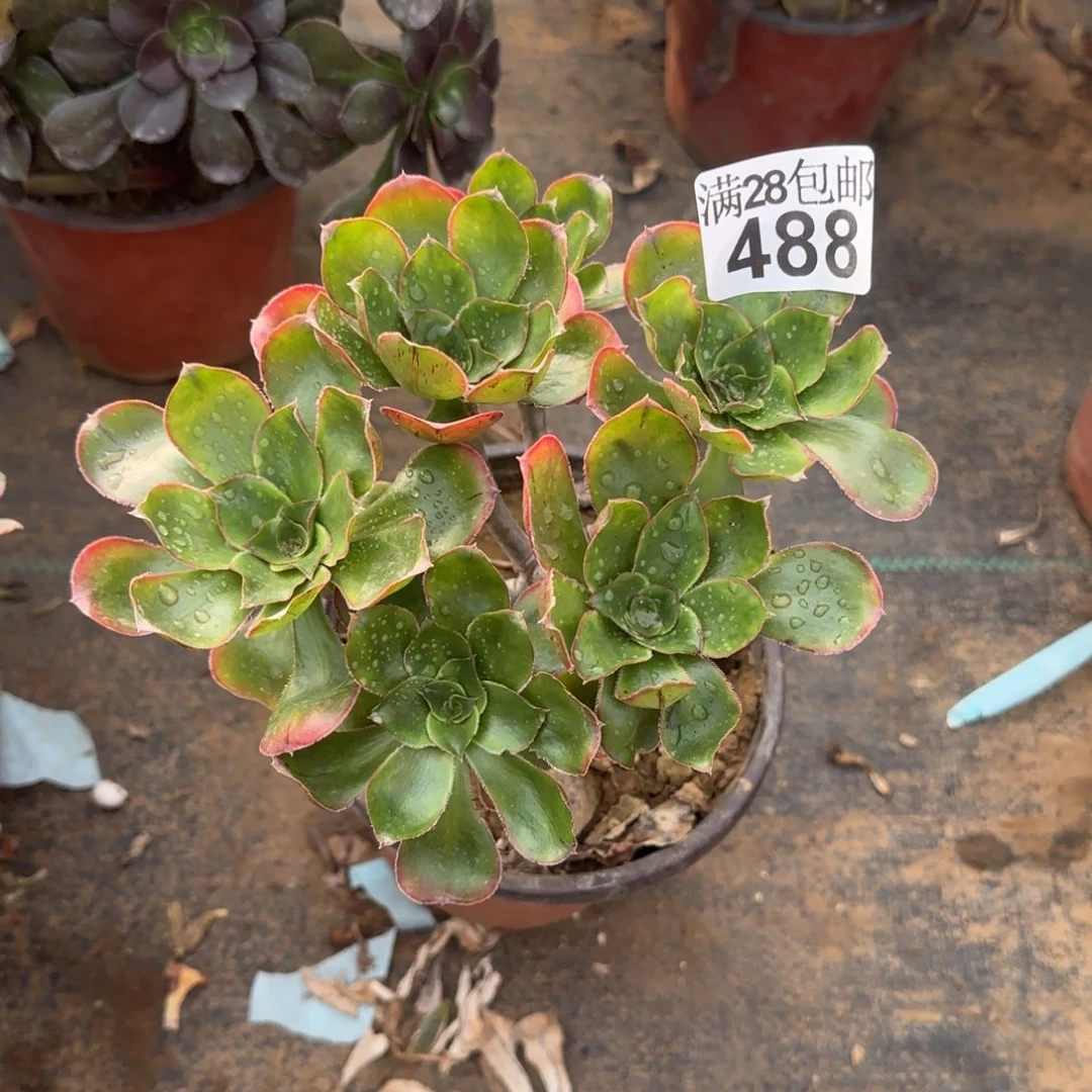 艳姿多肉488满28包邮断枝不包
