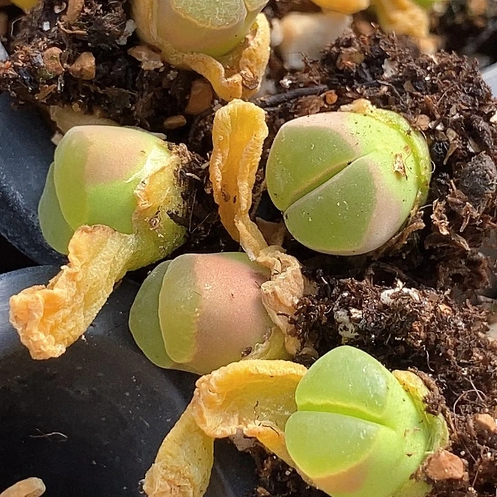 23534粉红女郎杂f1代一颗