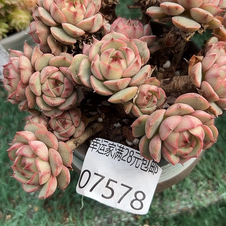 火***山幸运的是你能给我们带来