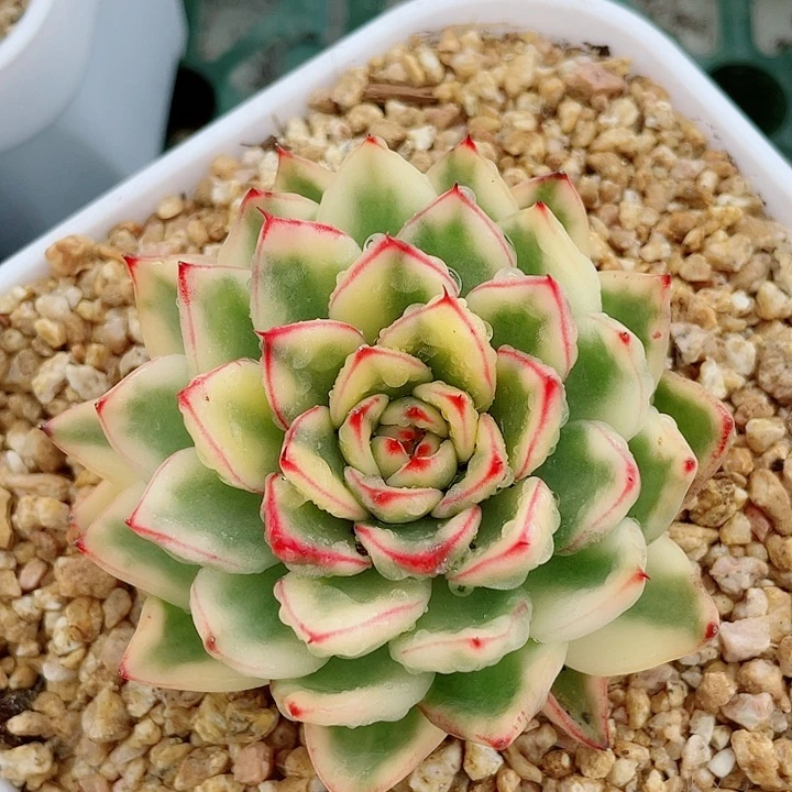 阿诗娜锦。锦龙多肉园艺